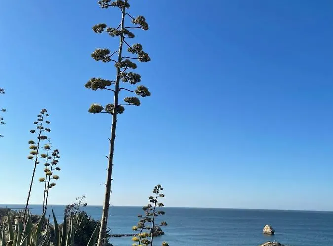 Dolce * Портиман